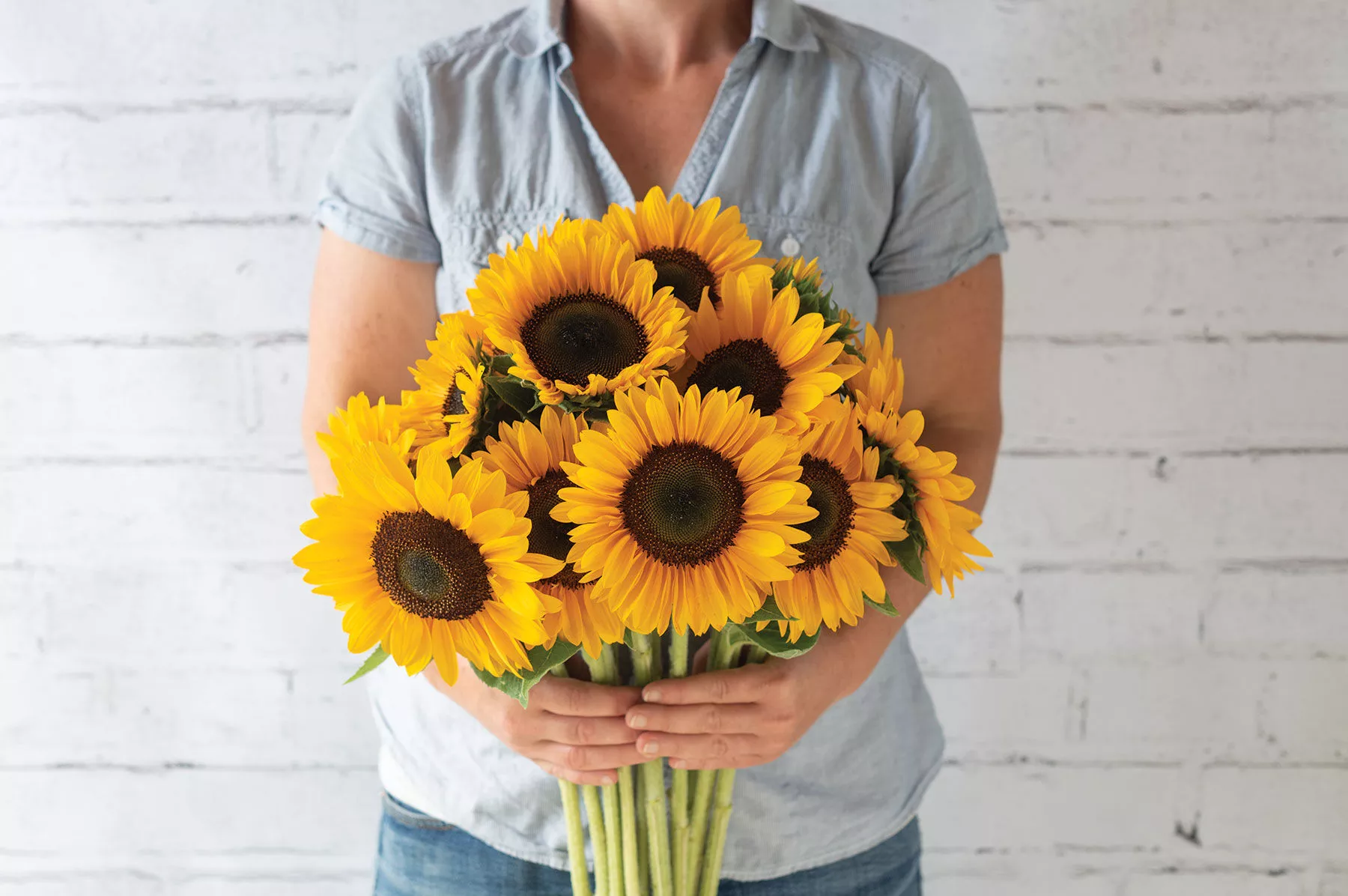 Sunrich Summer Provence (F1) Sunflower Seed