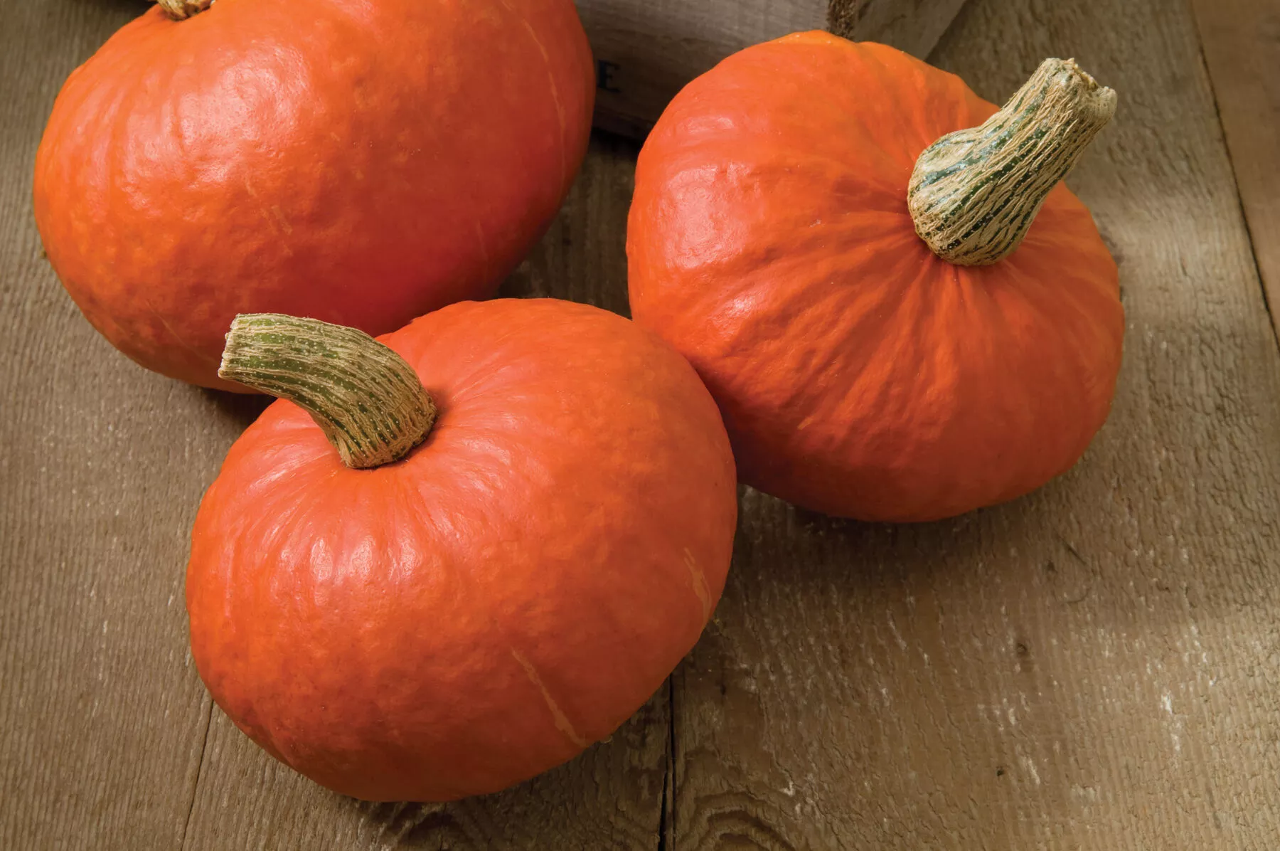 Sunshine Treated (F1) Kabocha Squash Seed