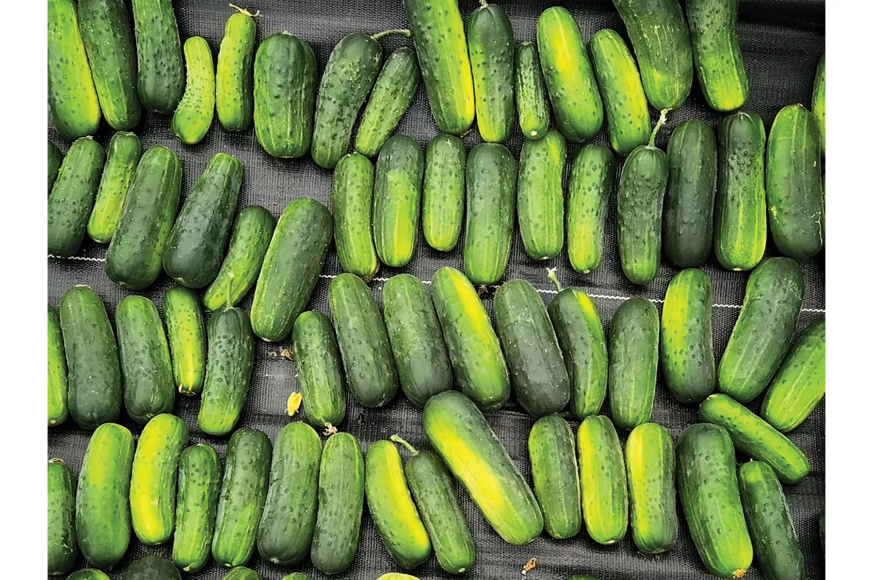 Super Max (F1) Cucumber Seed