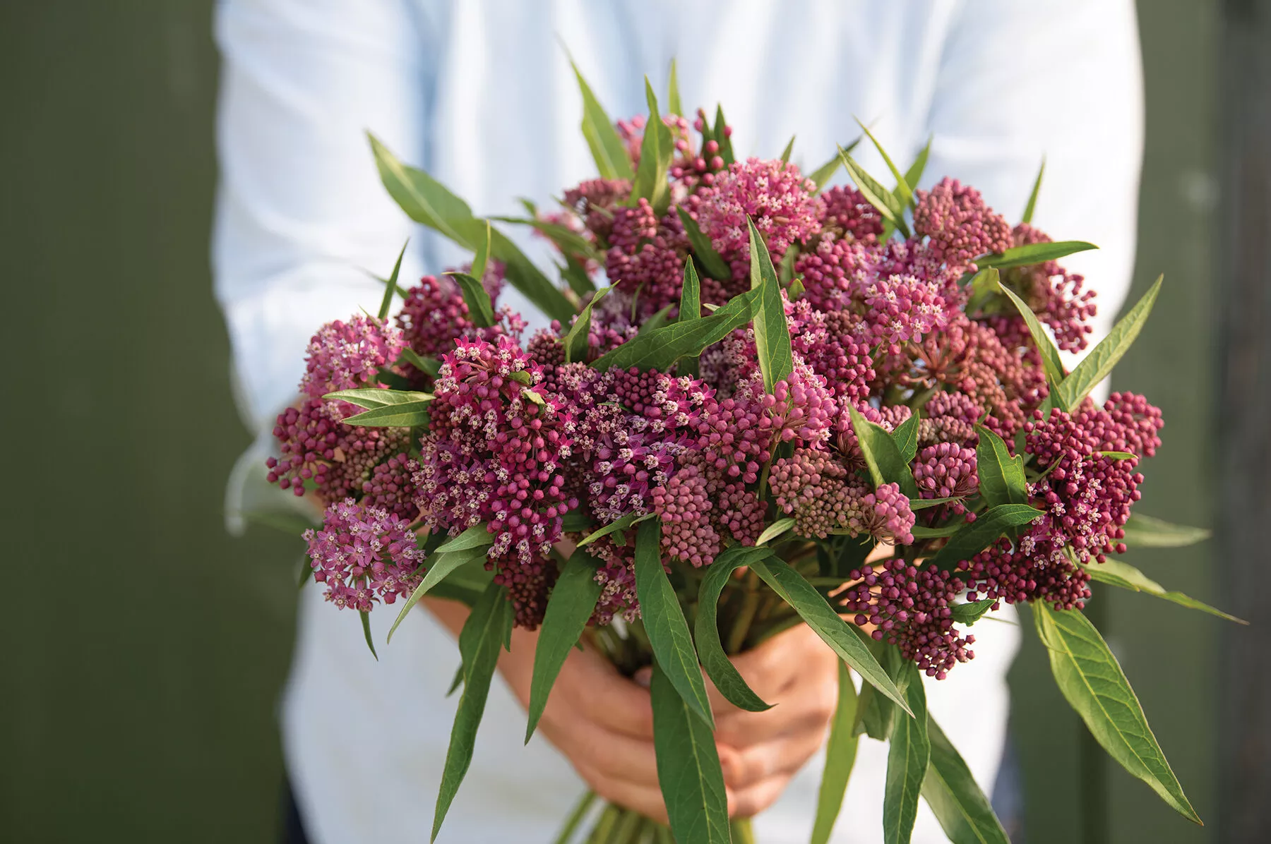 Swamp Milkweed Asclepias Seed