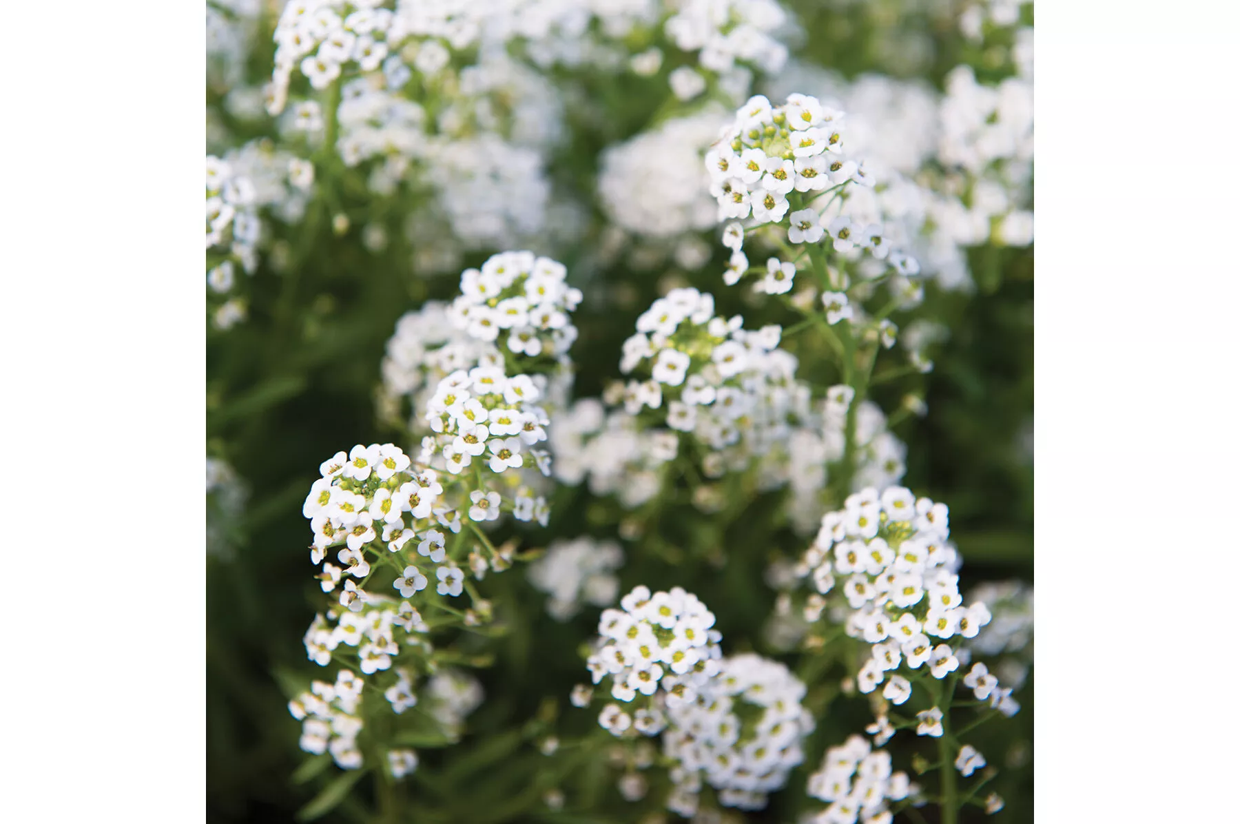 sweet-alyssum-flower-seed Sweet Alyssum Flower Seed