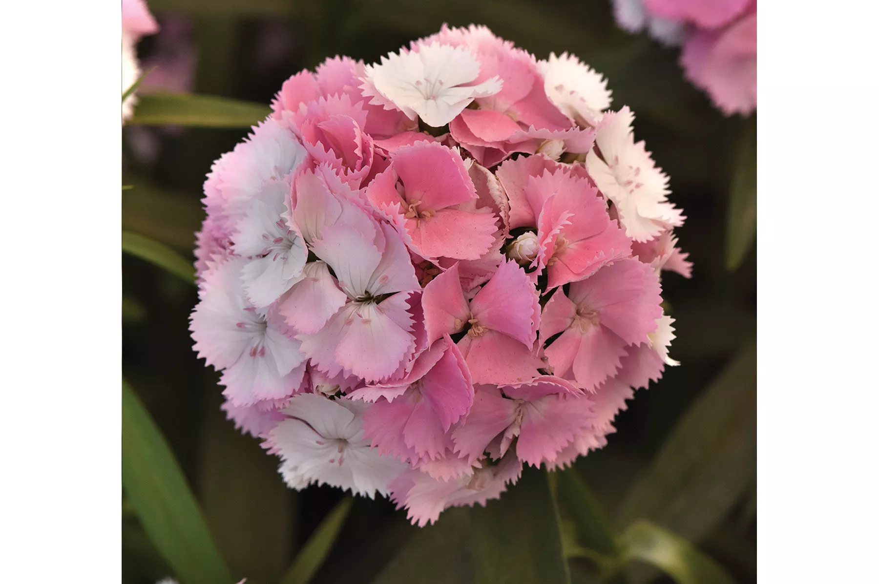 Sweet™ Cherryblossom Magic Pelleted (F1) Dianthus Seed