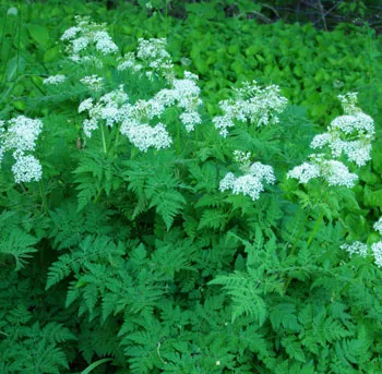 sweet-cicely-myrrhis-odorata-packet-10-seeds Sweet Cicely (Myrrhis odorata), packet of 10 seeds