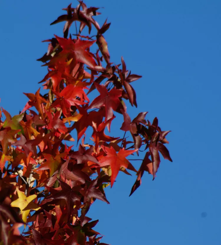 sweet-gum-tree-american-liquidambar-styraciflua-packet-100-seeds Sweet Gum Tree, American (Liquidambar styraciflua), packet of 100 seeds