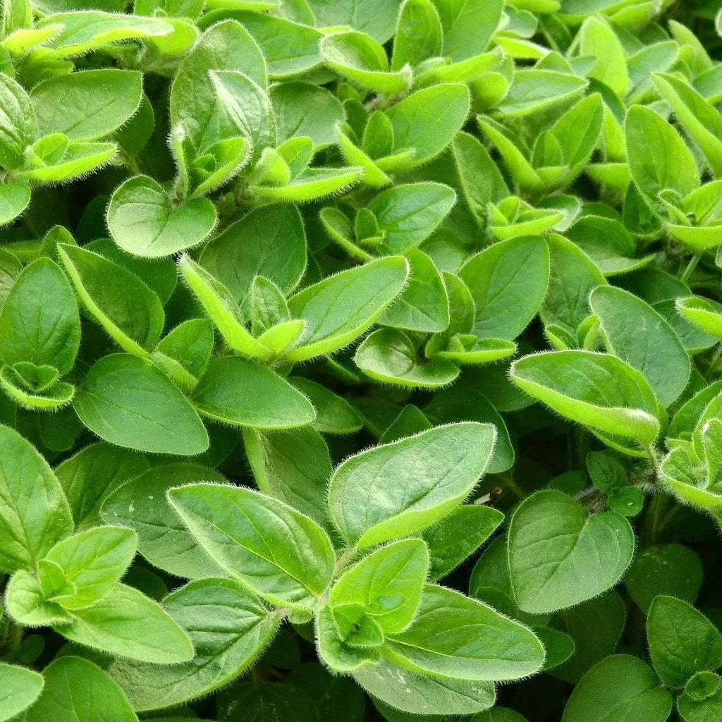 sweet-marjoram-herb-seeds Sweet Marjoram Herb Seeds