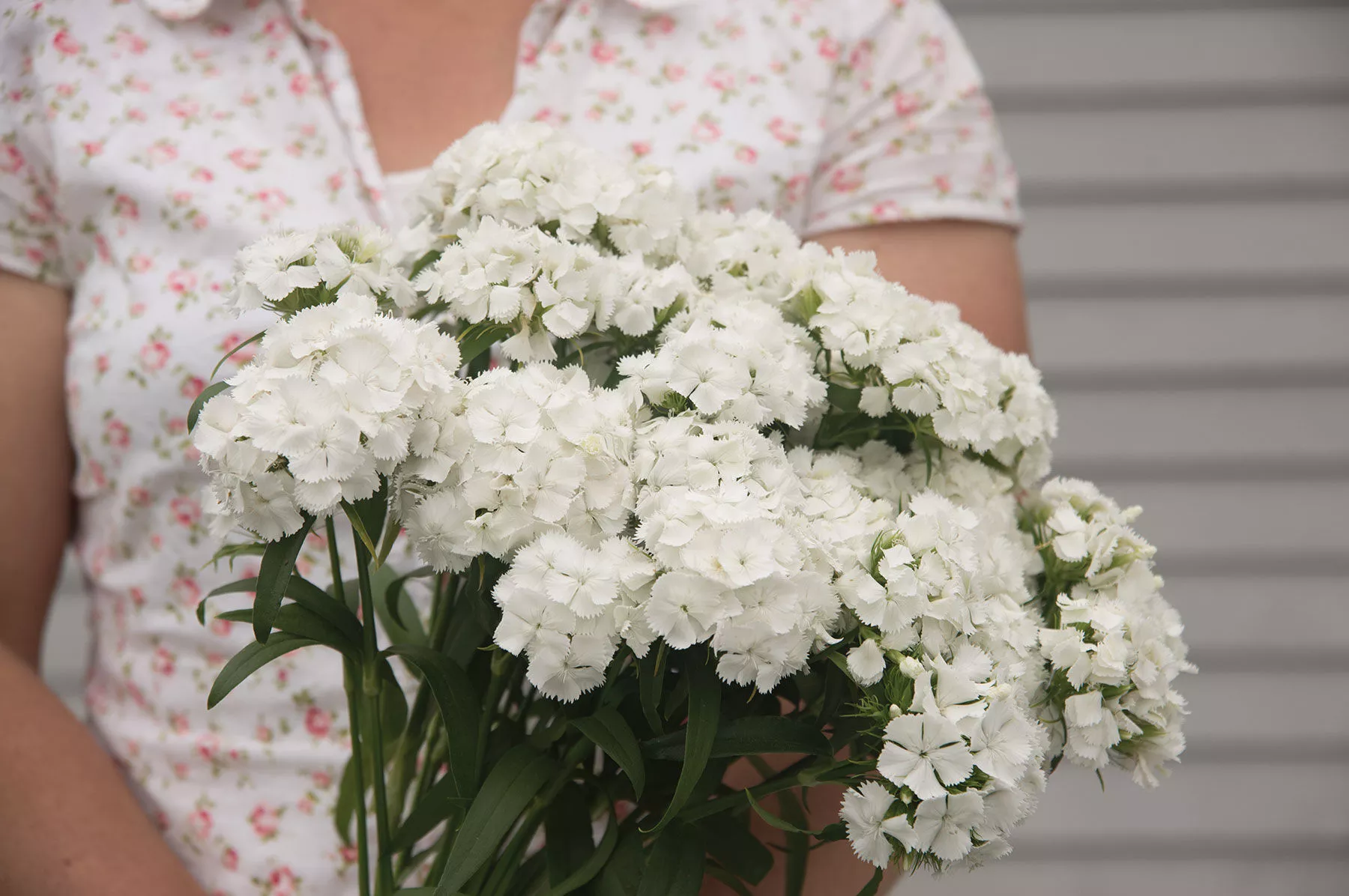 Sweet™ White Pelleted (F1) Dianthus Seed