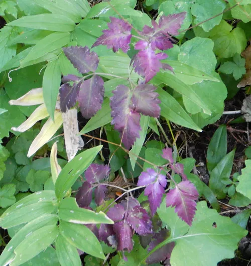 sweetroot-western-osmorhiza-occidentalis-packet-30-seeds Sweetroot, Western (Osmorhiza occidentalis), packet of 30 seeds