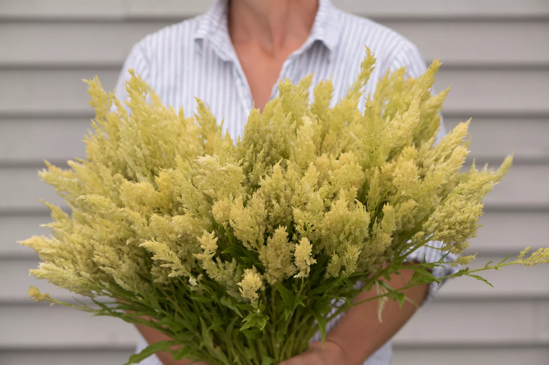 sylphid-celosia-seed Sylphid Celosia Seed