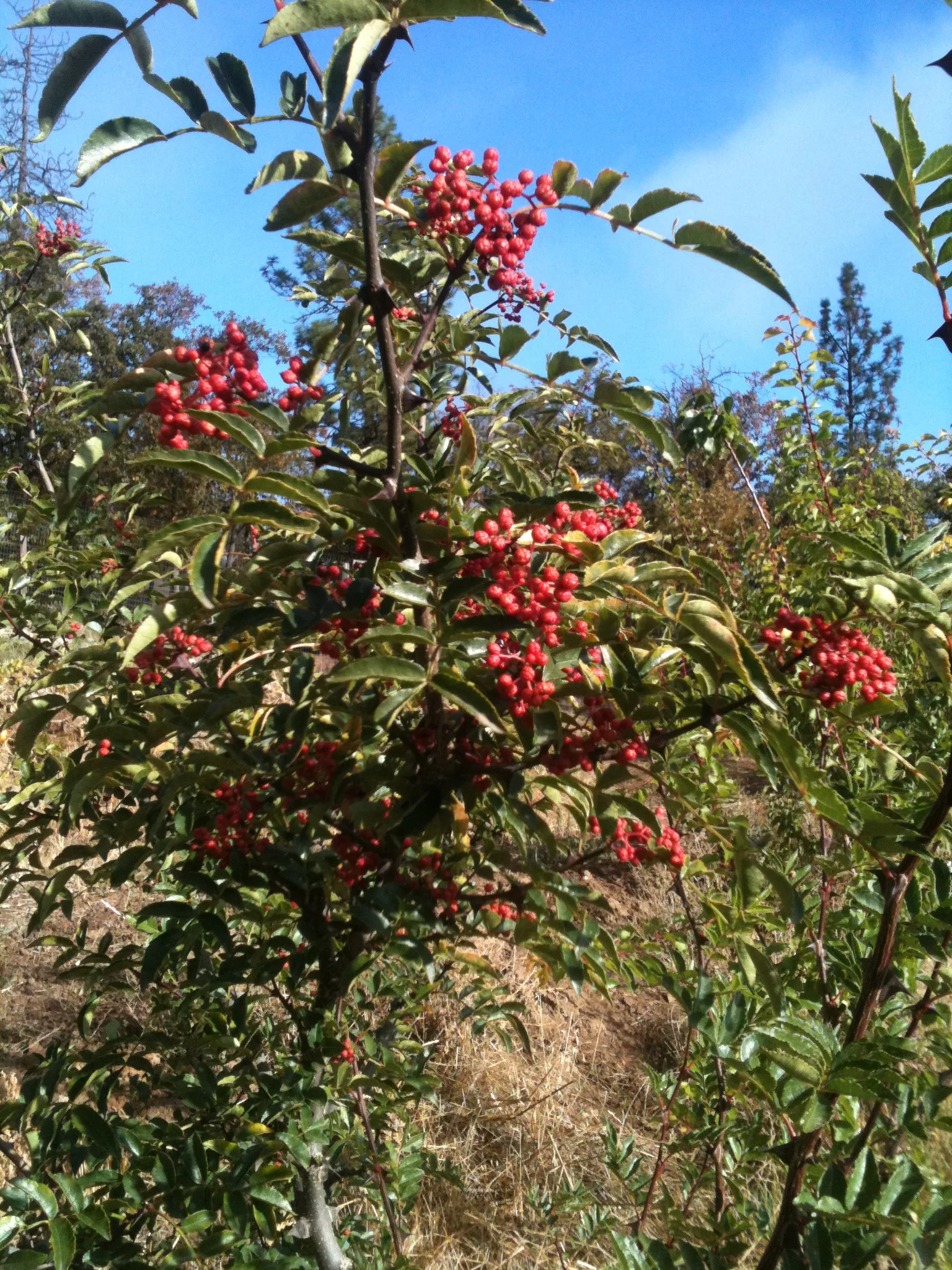 szechuan-pepper-zanthoxylum-simulans-packet-10-seeds-organic Szechuan Pepper (Zanthoxylum simulans), packet of 10 seeds, Organic