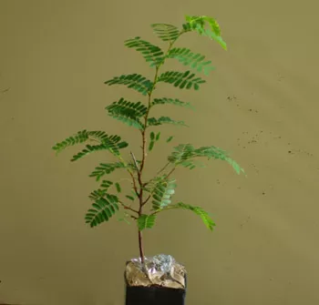tamarind-mkwaju-tamarindus-indica-packet-7-seeds Tamarind “Mkwaju” (Tamarindus indica), packet of 7 seeds