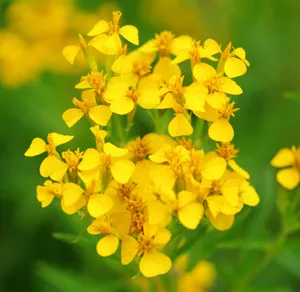 tarragon-mexican-tagetes-lucida-seeds-organic Tarragon, Mexican (Tagetes lucida) seeds, organic