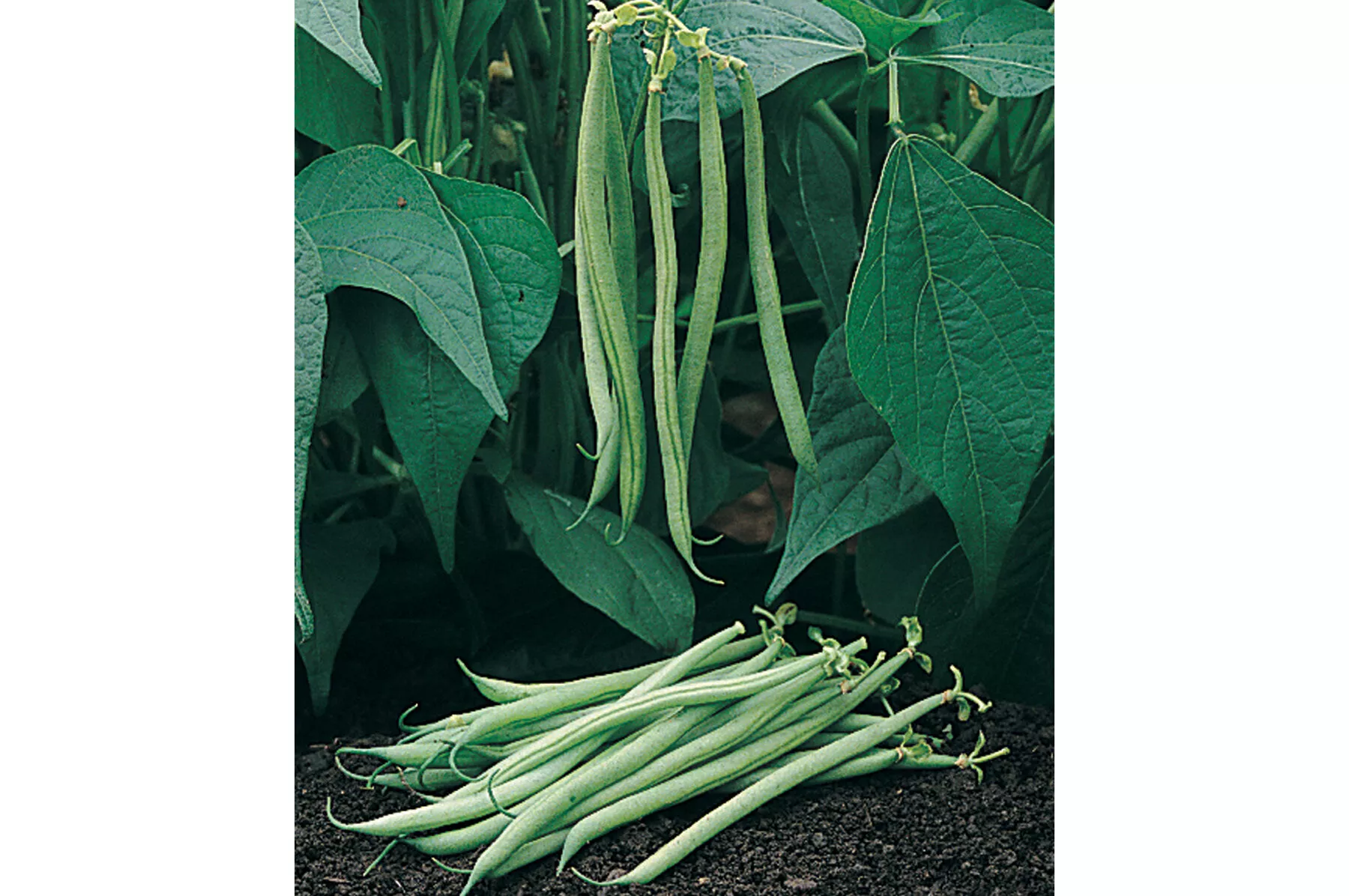 Tavera Organic Bean Seed