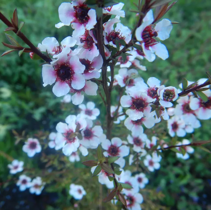 tea-tree-new-zealand-leptospermum-scoparium-packet-50-seeds-organic Tea Tree, New Zealand (Leptospermum scoparium), packet of 50 seeds, Organic