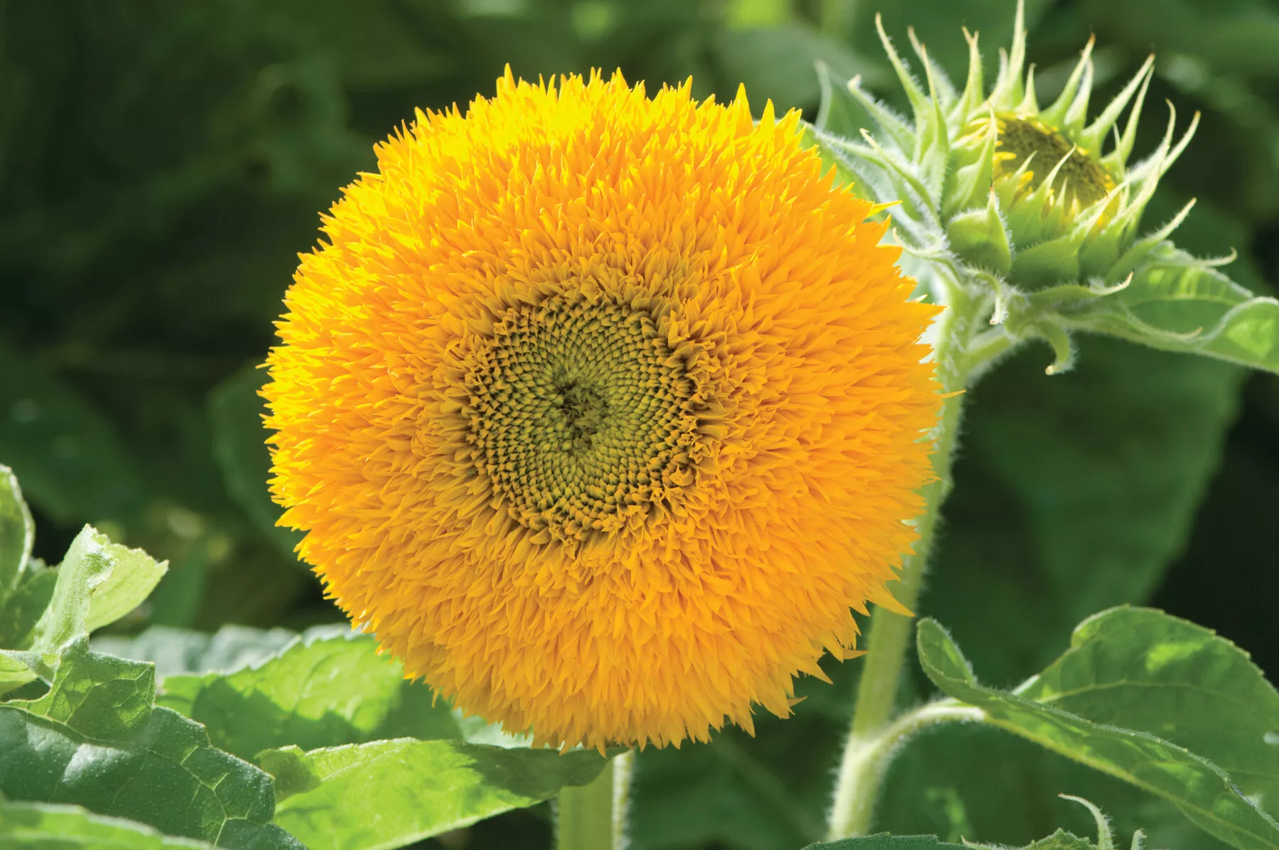 teddy-bear-sunflower-seed Teddy Bear Sunflower Seed