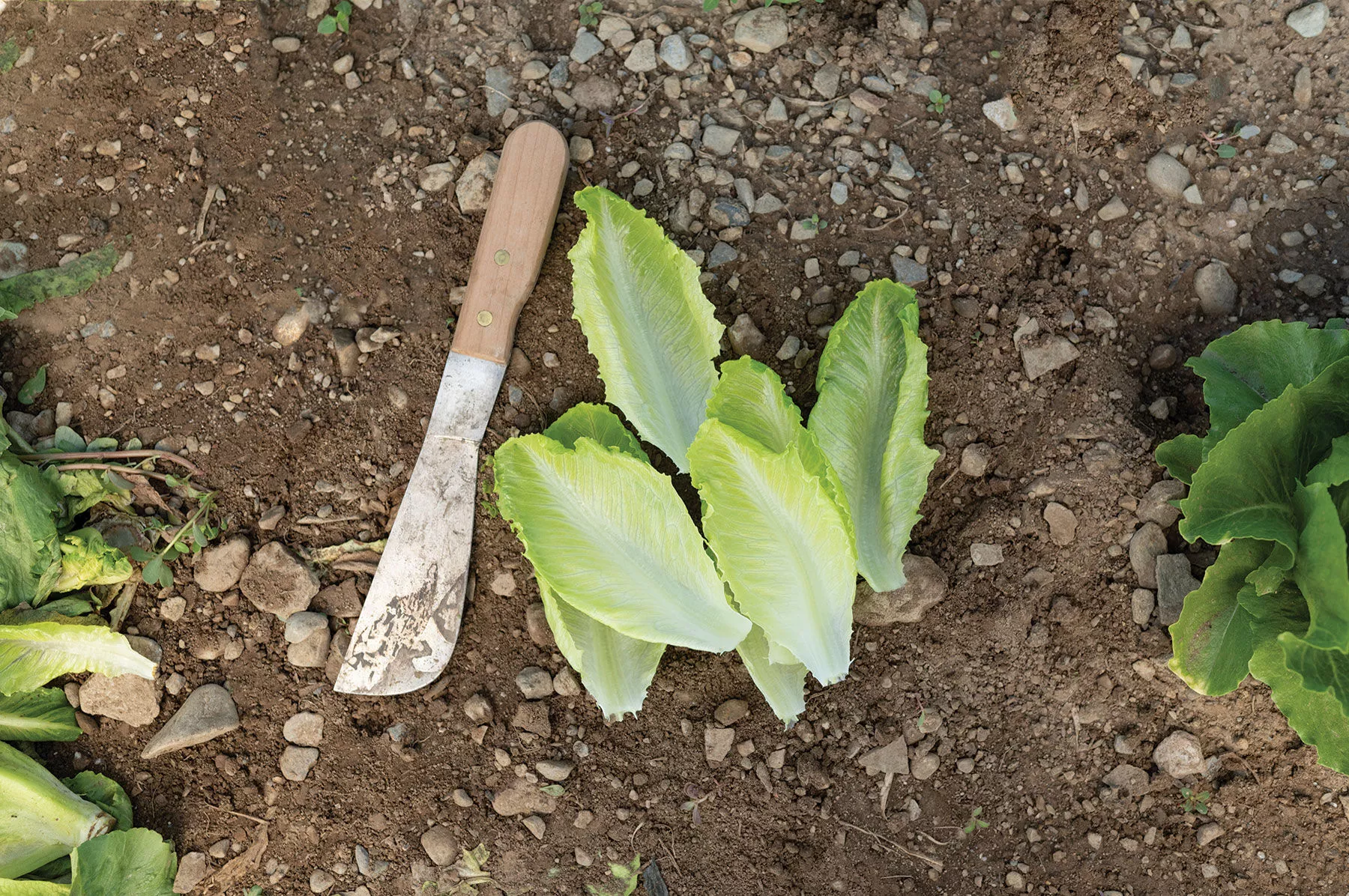 tendita-pelleted-lettuce-seed Tendita Pelleted Lettuce Seed