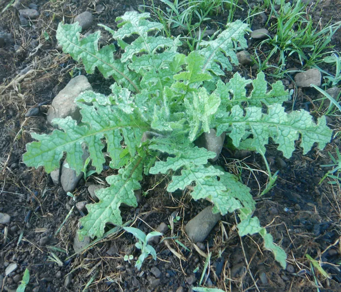 thistle-blessed-cnicus-benedictus-seeds-organic Thistle, Blessed (Cnicus benedictus) seeds, organic