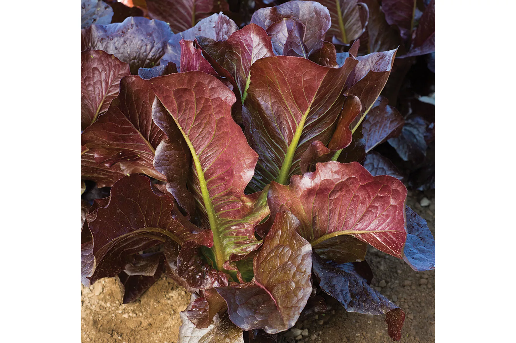 thurinus-lettuce-seed Thurinus Lettuce Seed