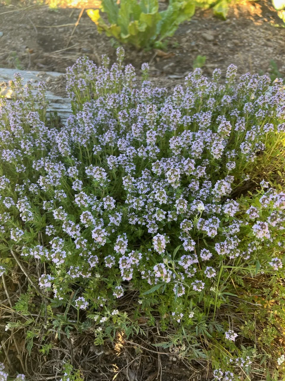 thyme-creeping-thymus-serpyllum-seeds-organic Thyme, Creeping (Thymus serpyllum) seeds, organic