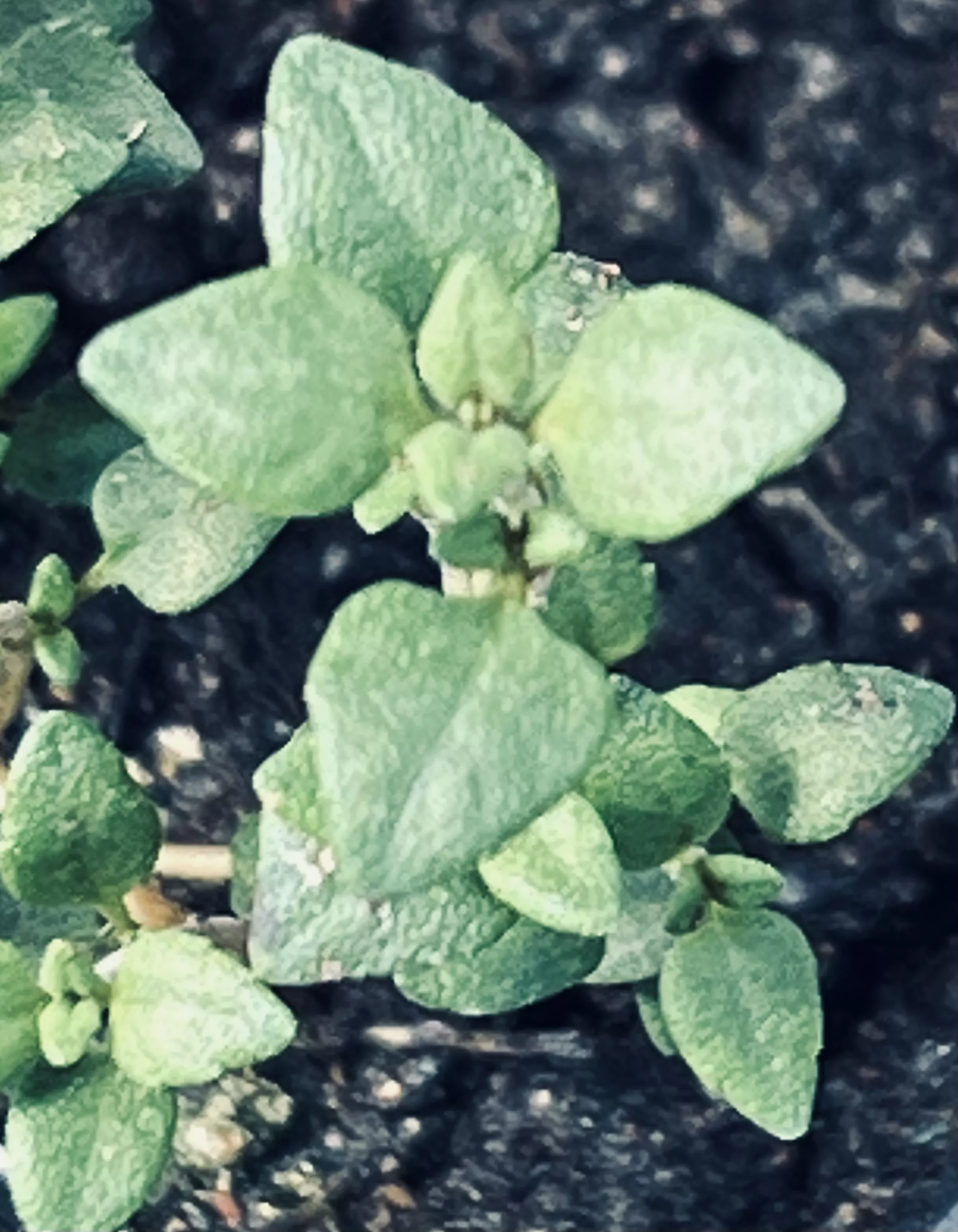 thyme-english-broadleaf-thymus-vulgaris-seeds-organic Thyme, English Broadleaf (Thymus vulgaris) seeds, organic