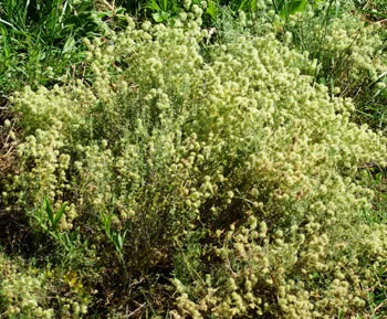 thyme-mastic-thymus-mastichina-packet-50-seeds-organic Thyme, Mastic (Thymus mastichina), packet of 50 seeds, Organic