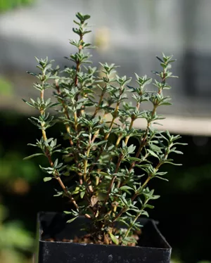 thyme-mastic-thymus-mastichina-potted-plant-organic Thyme, Mastic (Thymus mastichina) potted plant, organic