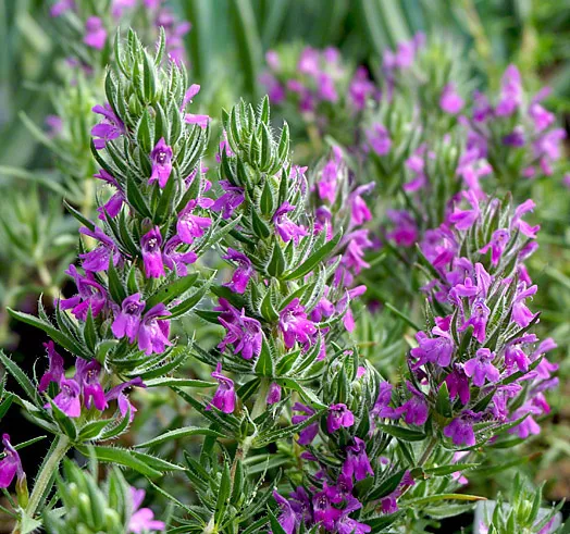 thyme-spiked-thymbra-spicata-packet-10-seeds-organic Thyme, Spiked (Thymbra spicata), packet of 10 seeds, Organic