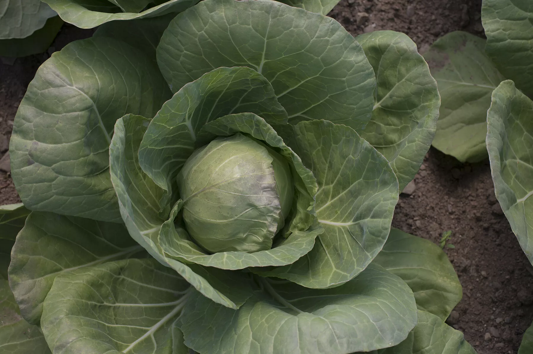 tiara-f1-cabbage-seed Tiara (F1) Cabbage Seed