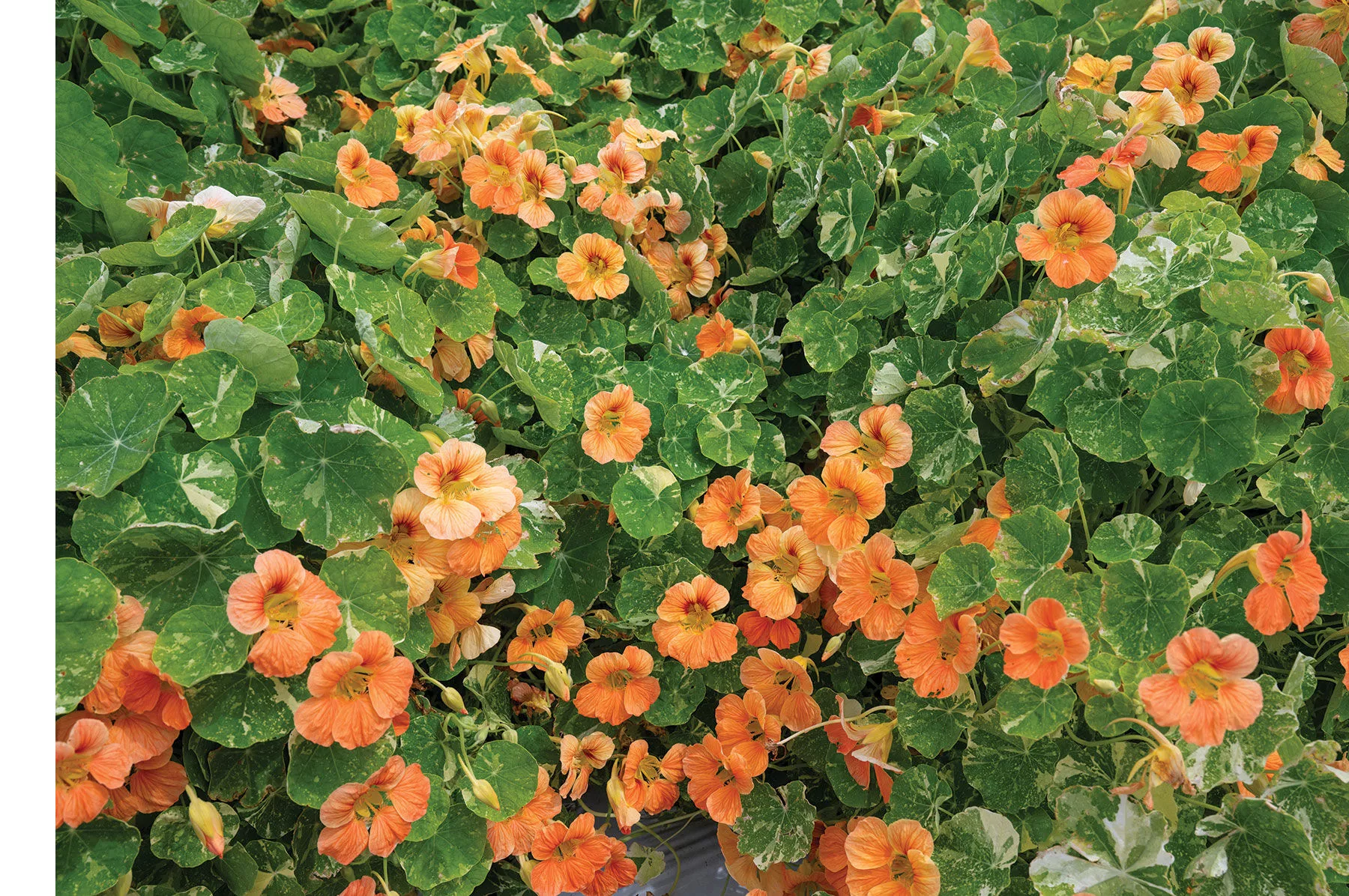 tip-top-alaska-salmon-nasturtium-seed Tip Top Alaska Salmon Nasturtium Seed