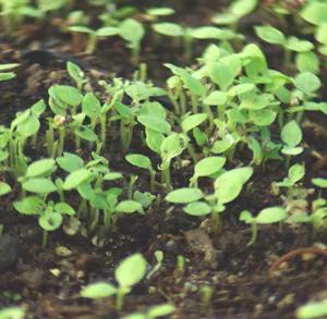 tobacco-scherazi-nicotiana-tabacum-packet-100-seeds-organic Tobacco, Scherazi (Nicotiana tabacum), packet of 100 seeds, organic