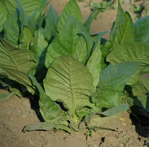 tobacco-west-indies-nicotiana-tabacum-seeds-organic Tobacco, West Indies (Nicotiana tabacum) seeds, organic