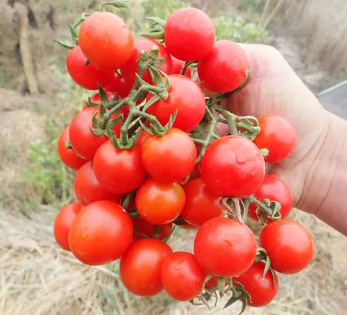 tomato-chadwick-s-cherry-lycopersicon-esculentum-seeds-organic Tomato, Chadwick’s Cherry (Lycopersicon esculentum) seeds, organic