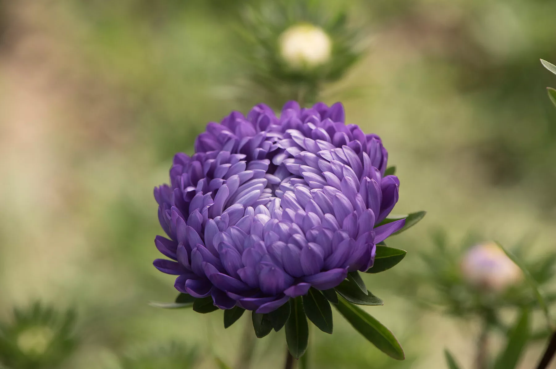 Tower Blue China Aster Seed
