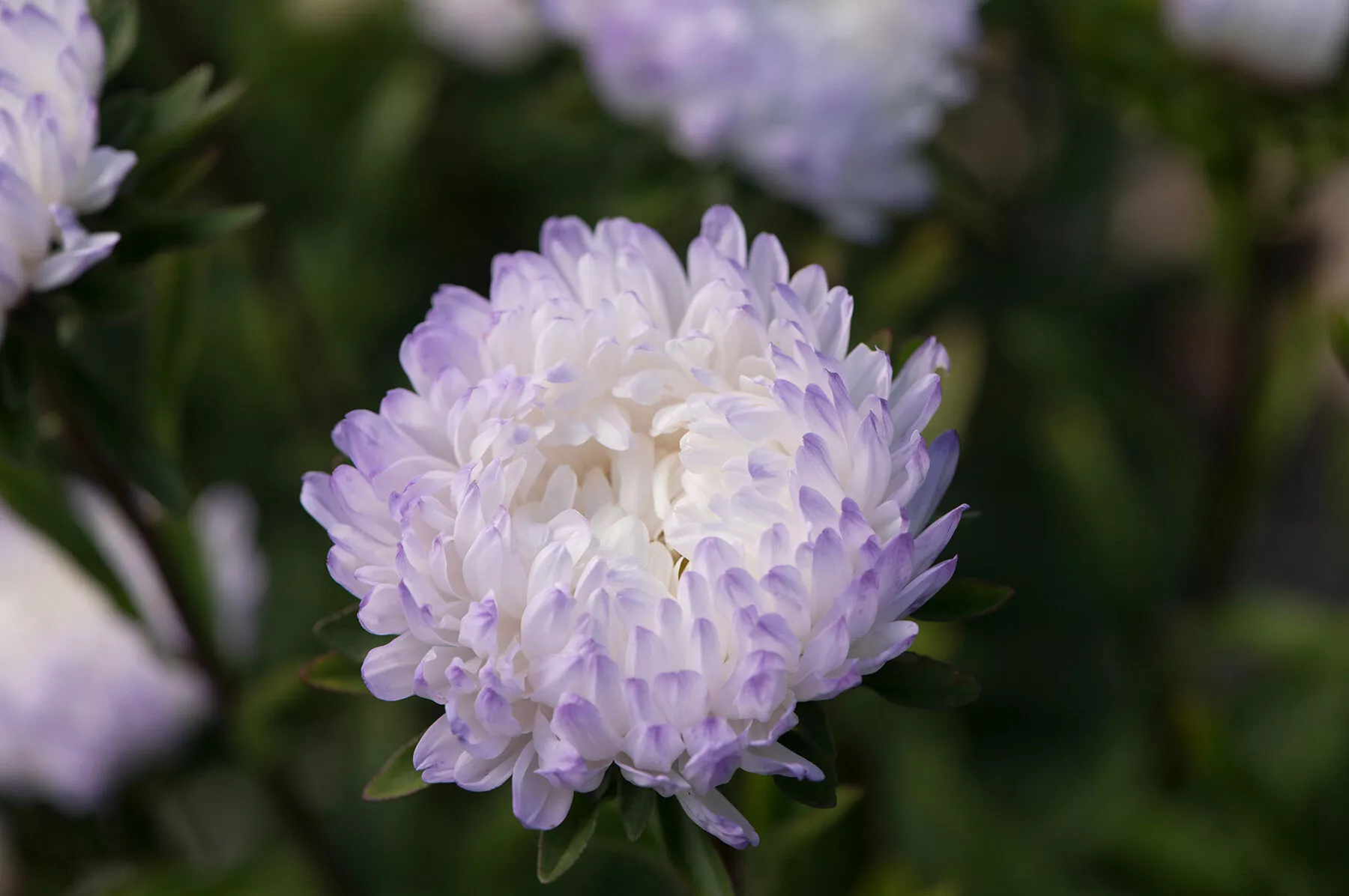 tower-silver-china-aster-seed Tower Silver China Aster Seed