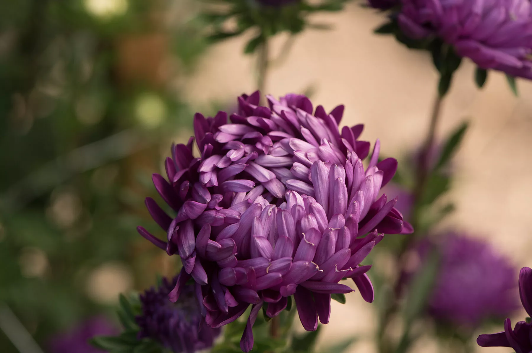 tower-violet-china-aster-seed Tower Violet China Aster Seed