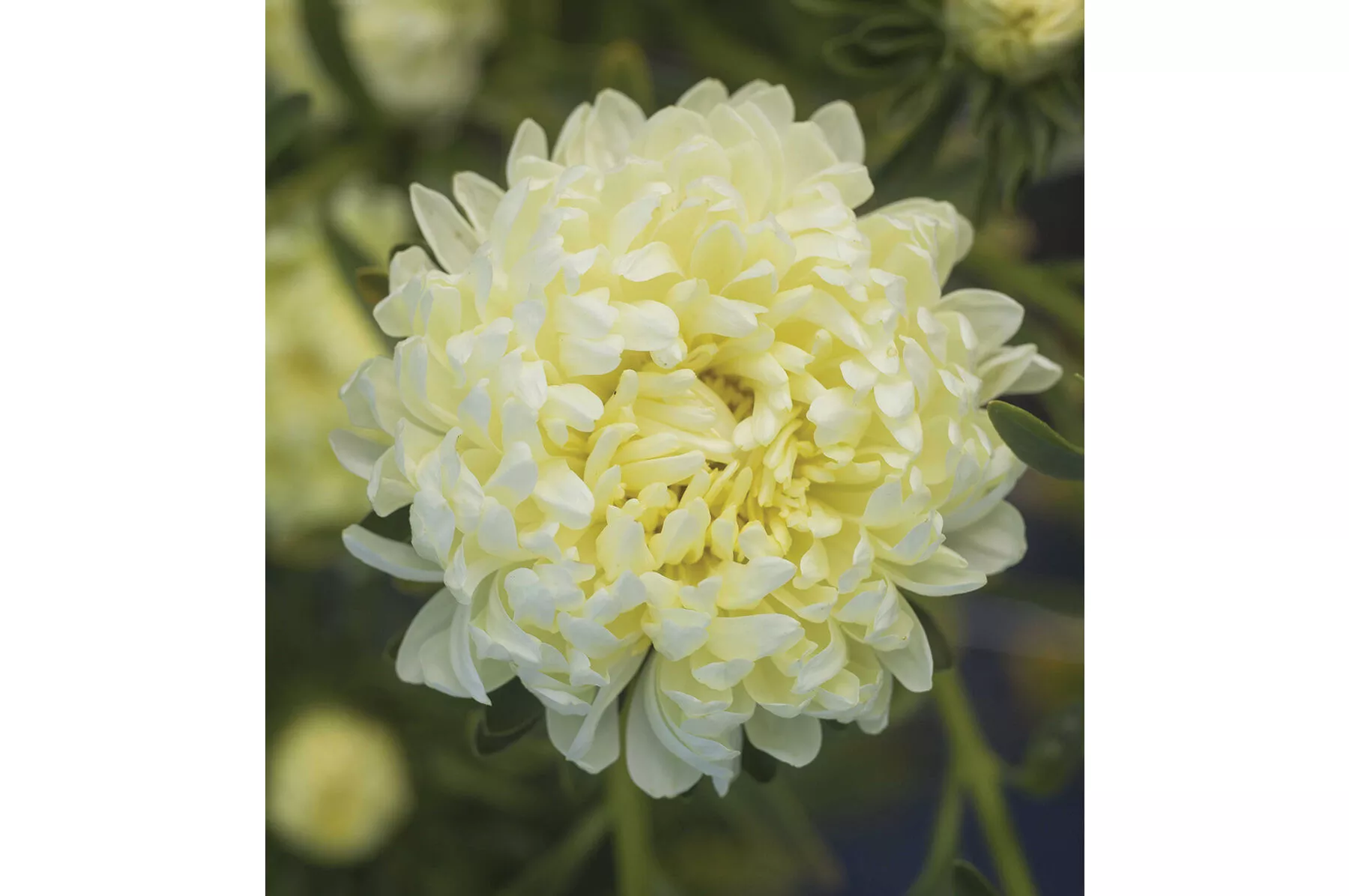 tower-yellow-china-aster-seed Tower Yellow China Aster Seed