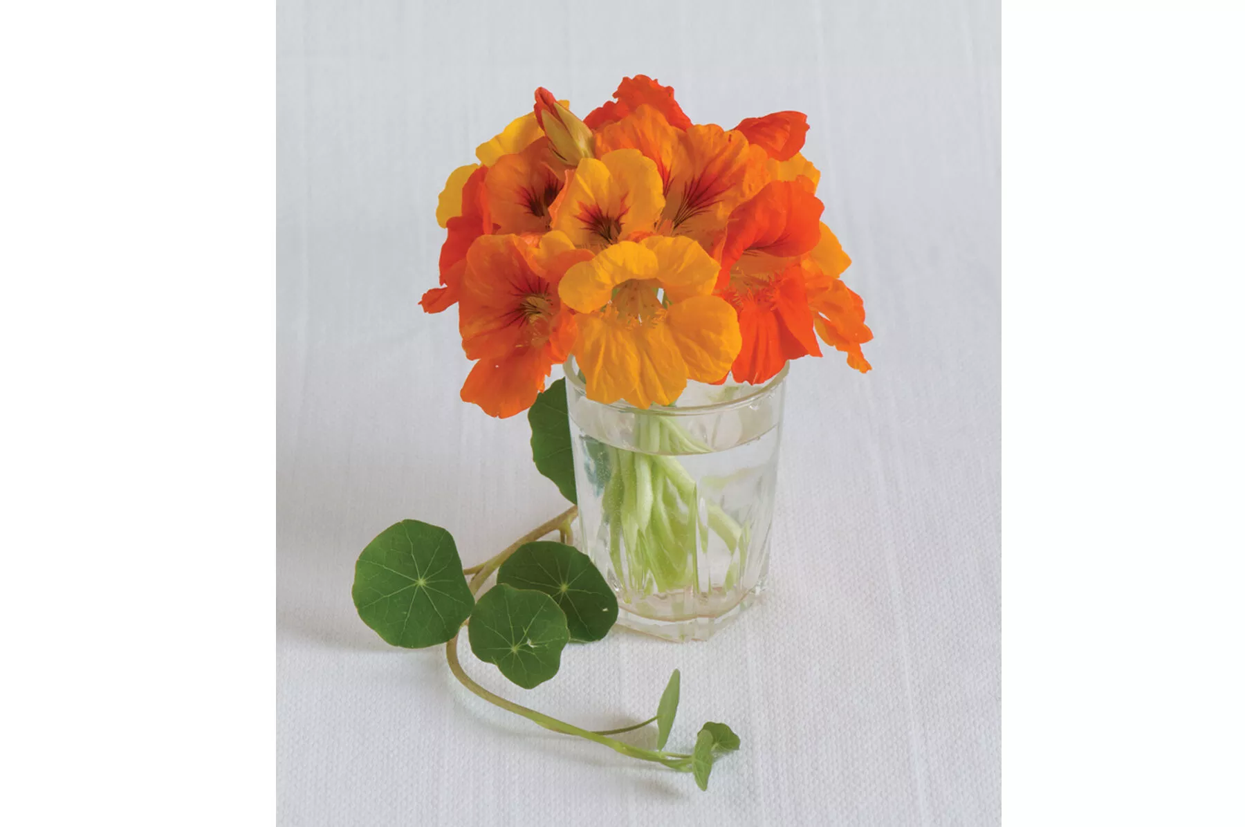 Trailing Nasturtium Mix Flower Seed