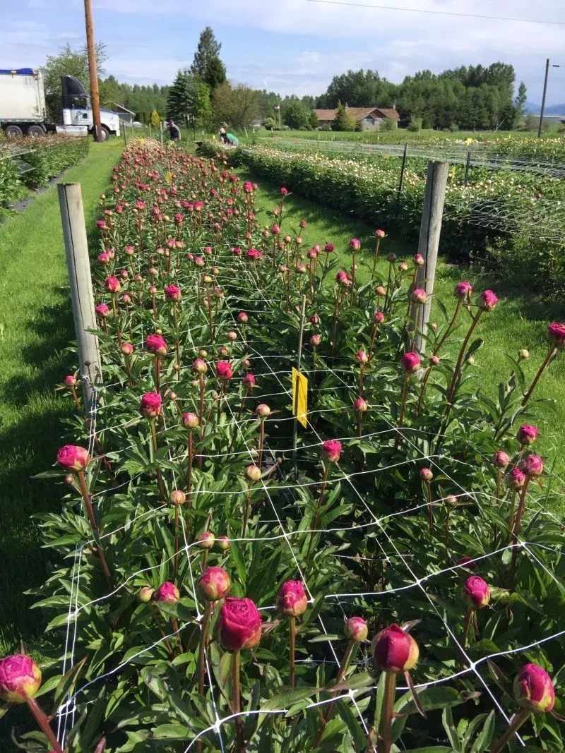 Trellis Netting 6x6