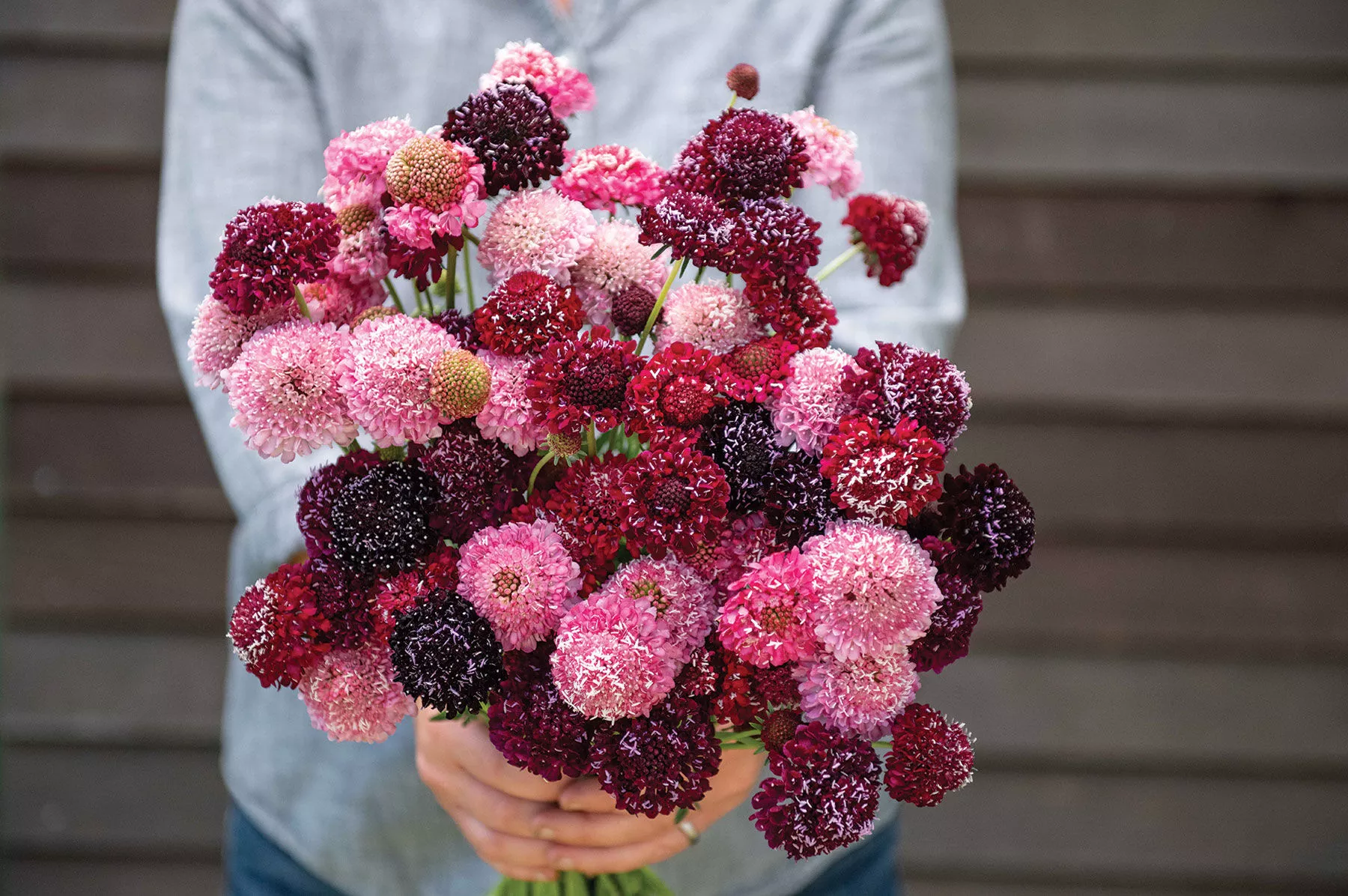 triple-berry-mix-scabiosa-seed Triple Berry Mix Scabiosa Seed