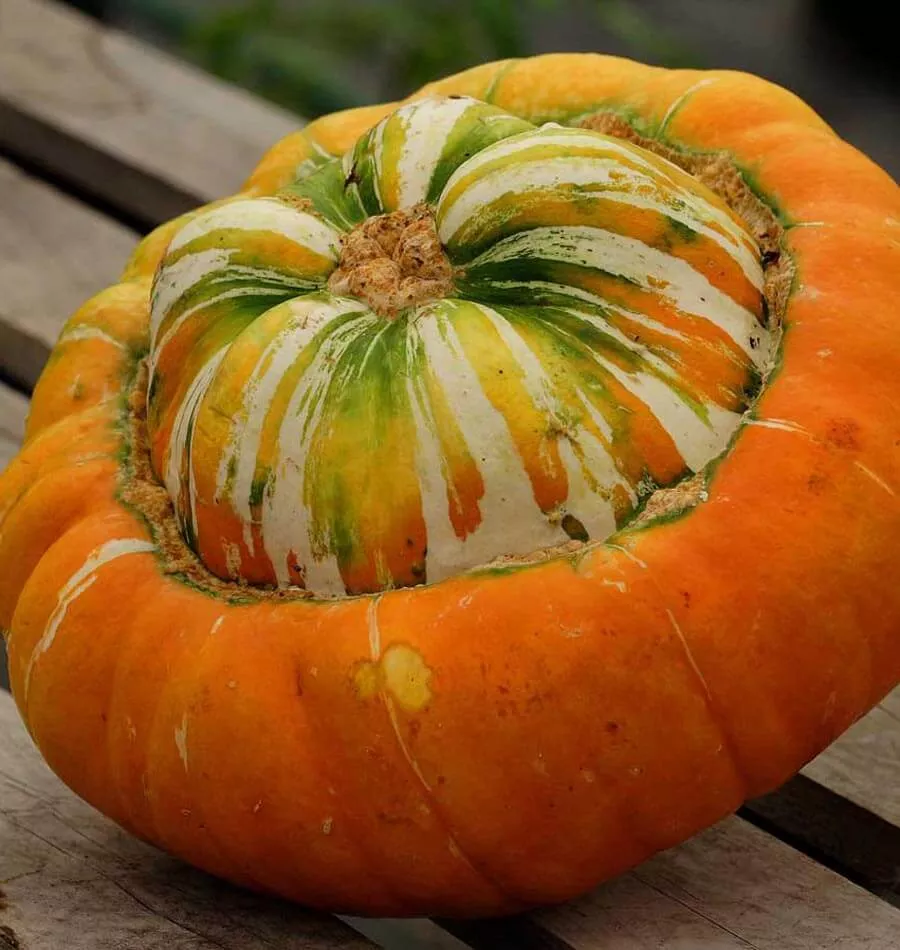 Turk's Turban