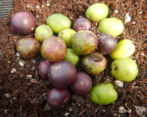 Ulluco (Ullucus tuberosus) potted plant, organic