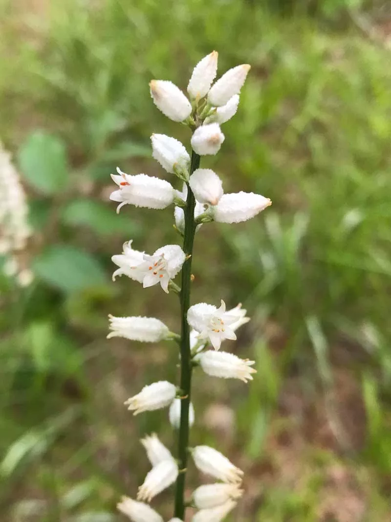 Unicorn, True (Aletris farinosa), packet of 500 seeds