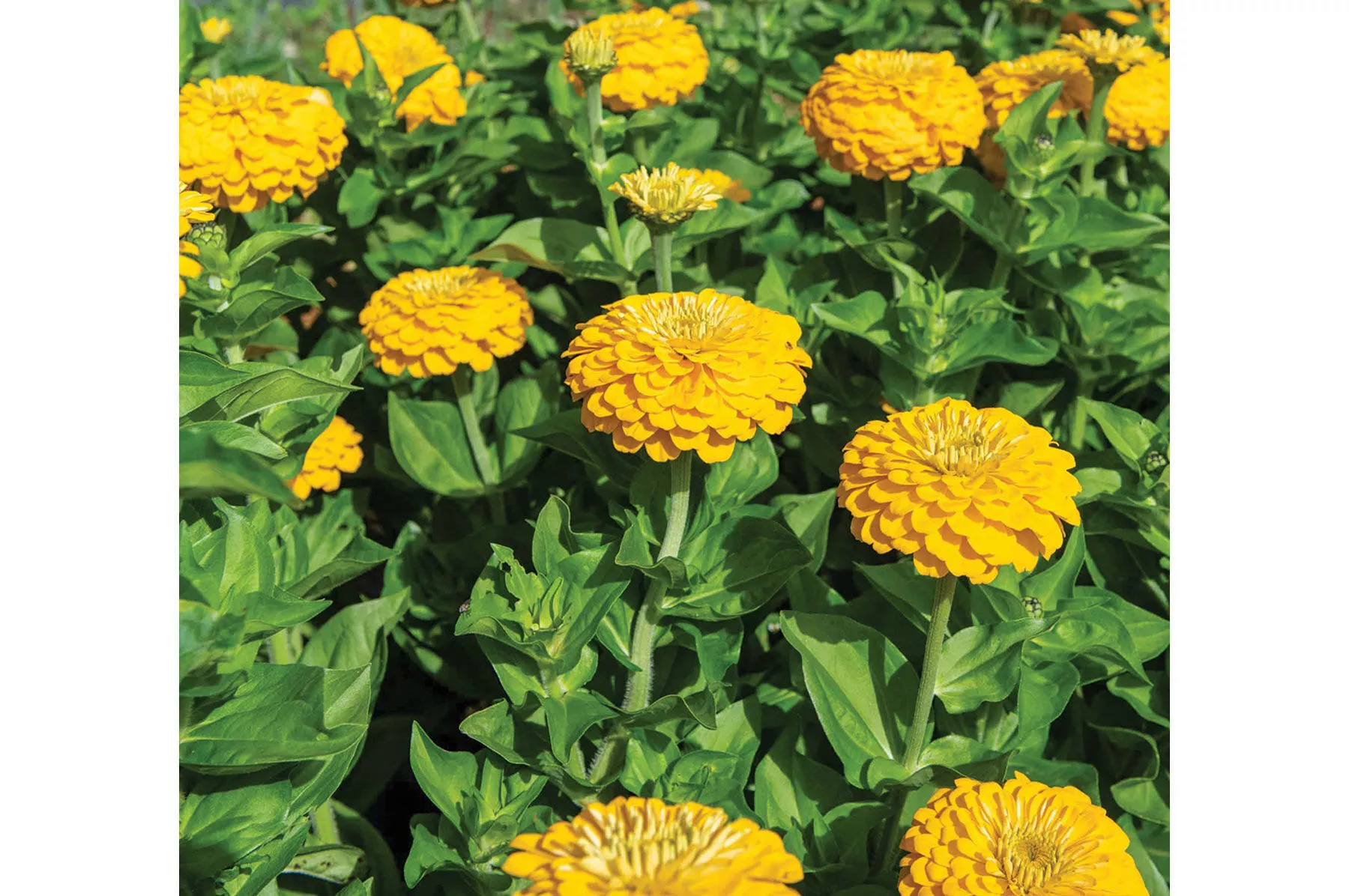 uproar-deep-yellow-f1-zinnia-seed Uproar™ Deep Yellow (F1) Zinnia Seed