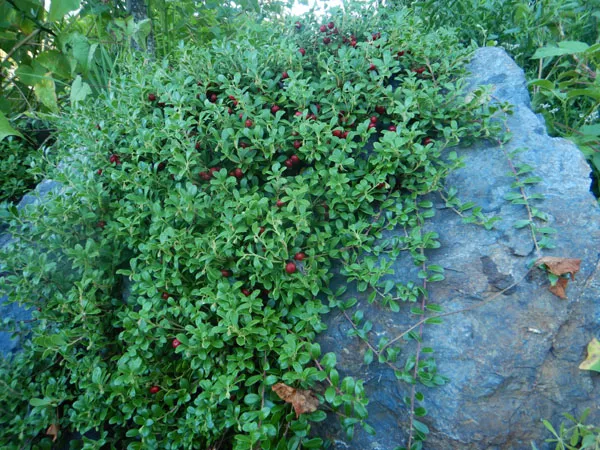 Uva Ursi (Arctostaphylos uva-ursi), packet of 20 seeds