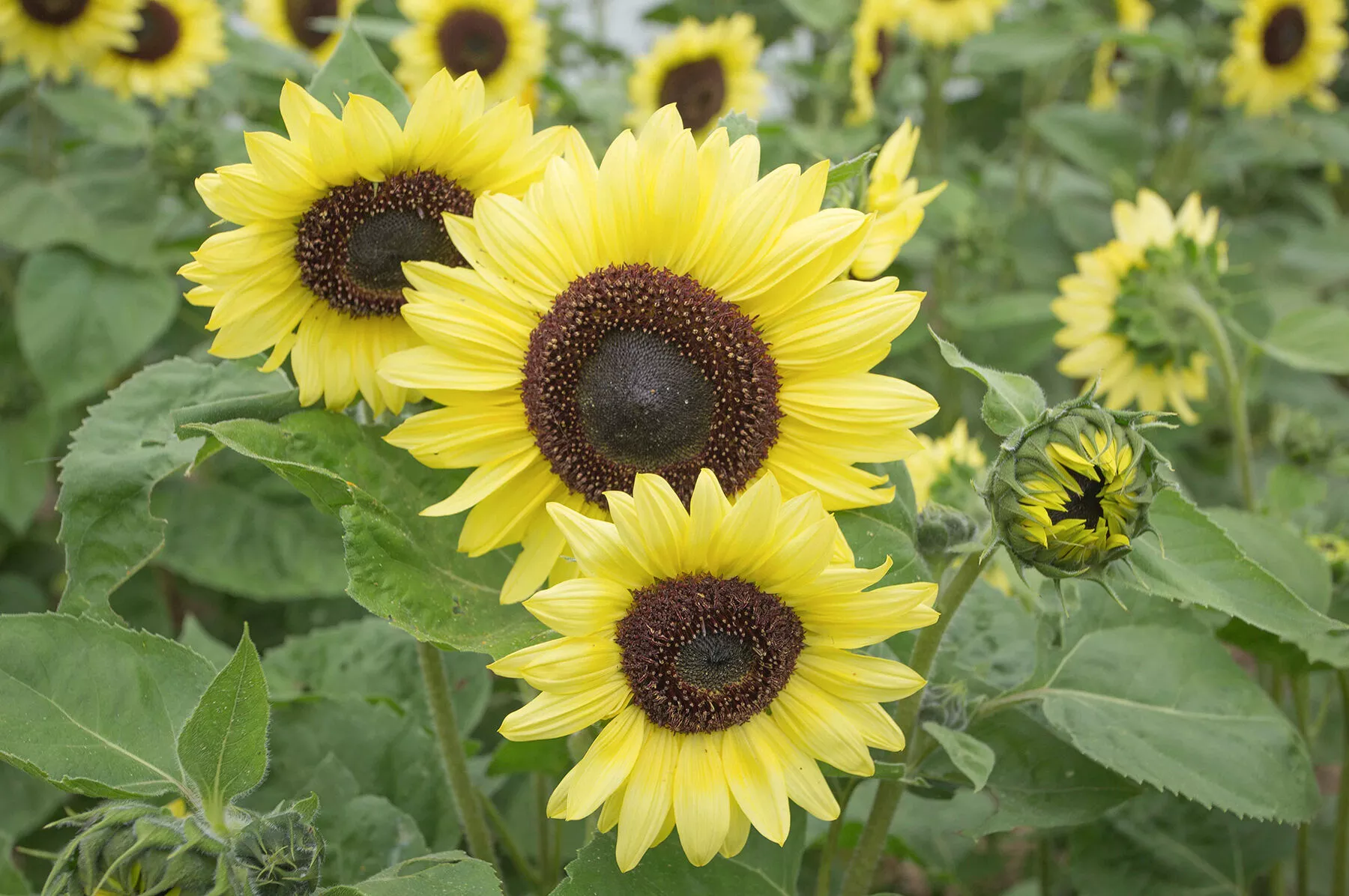 Valentine Sunflower Seed