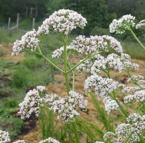 Valerian, Official (Valeriana officinalis) seeds, organic [CT, ME no]