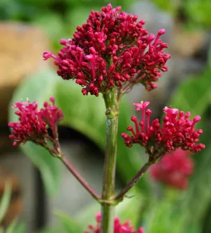 Valerian, Red (Centranthus ruber), packet of 20 seeds, organic