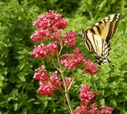Valerian, Red (Centranthus ruber) potted plant, organic