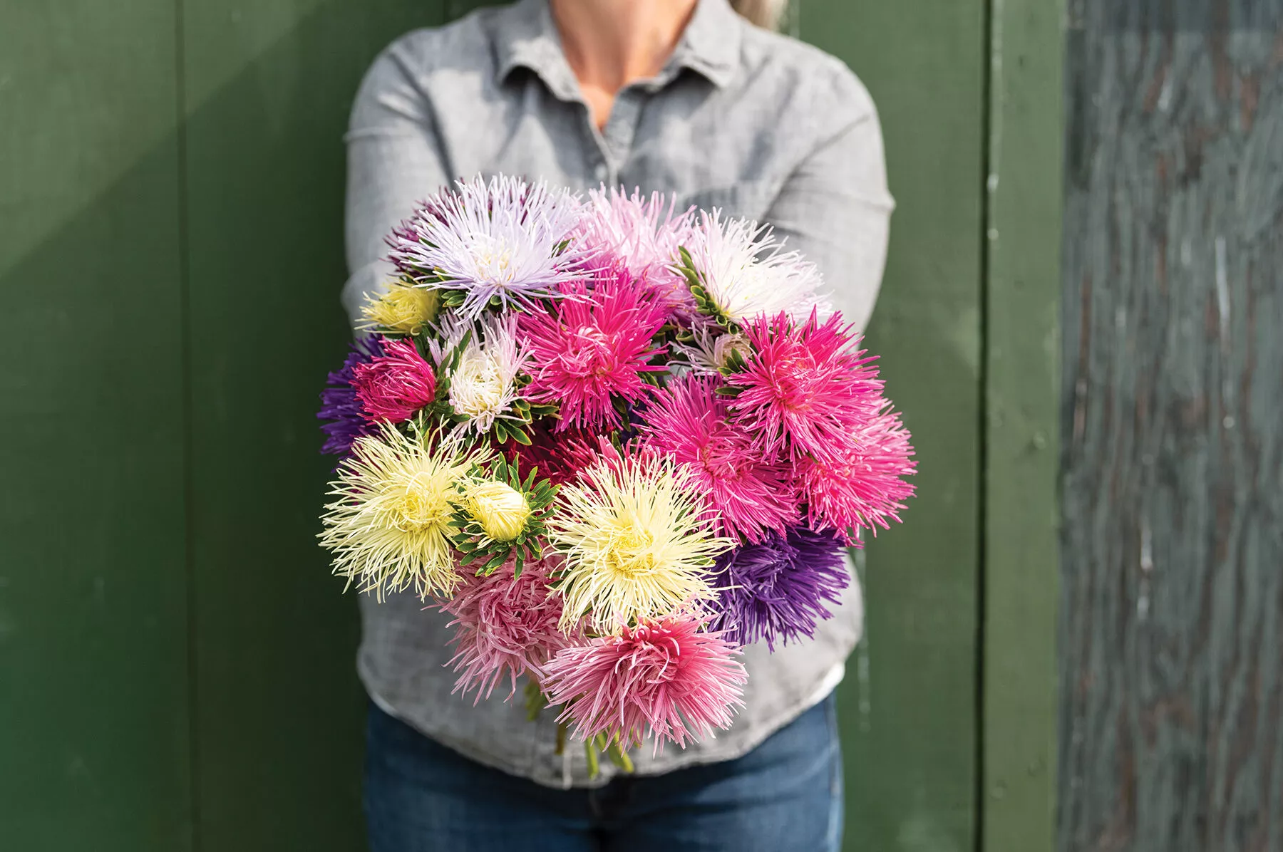 valkyrie-mix-china-aster-seed Valkyrie Mix China Aster Seed