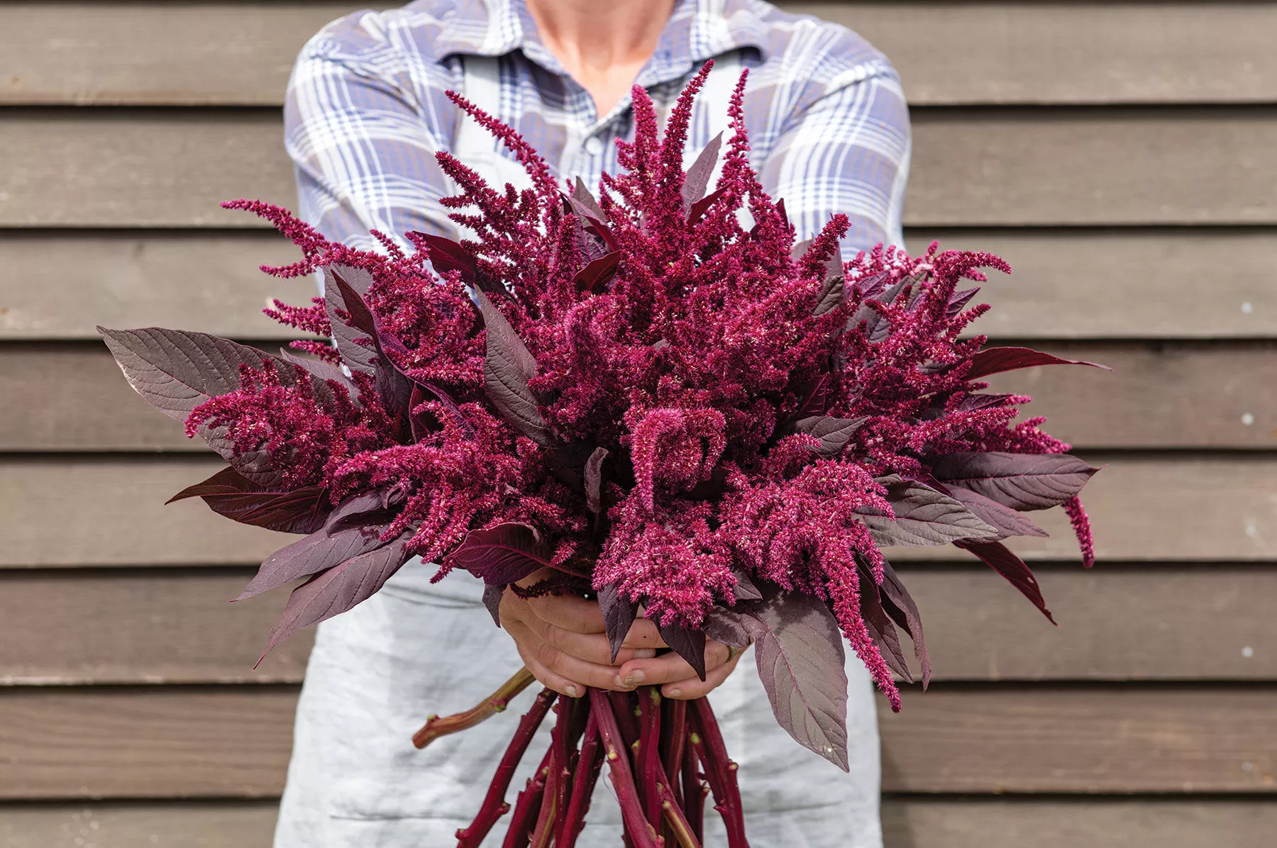 velvet-curtains-amaranthus-seed Velvet Curtains Amaranthus Seed