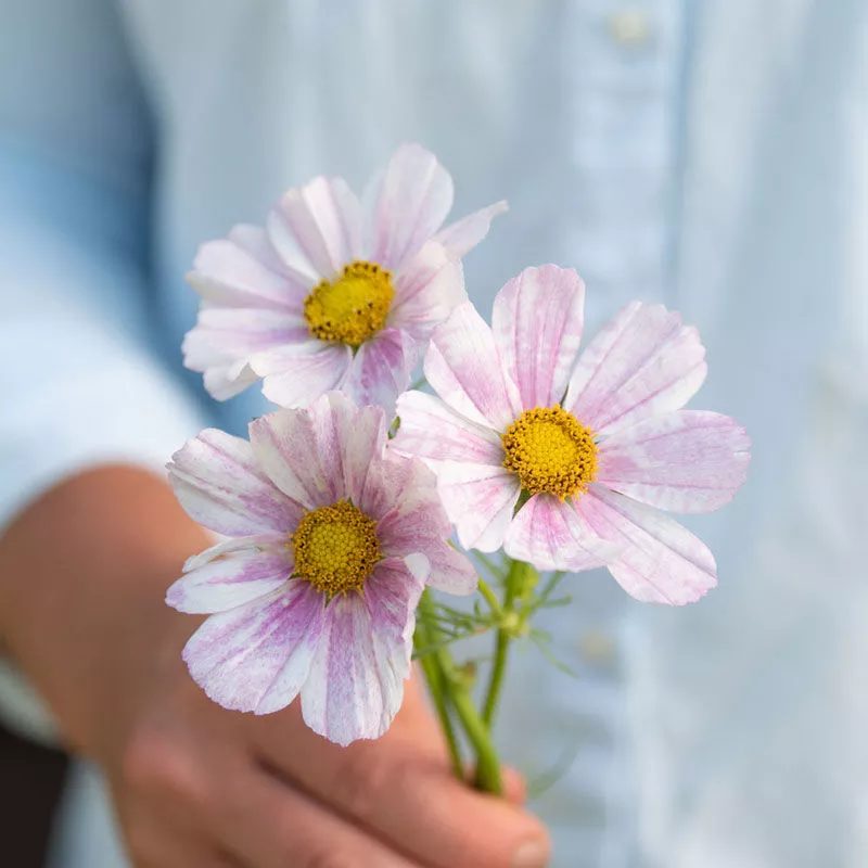 versailles-flush-cosmos-seed Versailles Flush Cosmos Seed